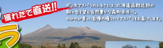 獲れたて直送!!ポン太アスパラのふるさとは、北海道函館近郊の駒ヶ岳を望む自然豊かな森町赤井川。のびのび育った自慢の穫りたてアスパラをお届けします。